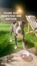 Reunited Male Dog last seen Near Todd st, Houston, TX 77055