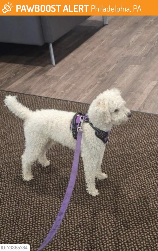 Found/Stray Unknown Dog last seen By the apmt on 72nd next to the cemetery, Philadelphia, PA 19126
