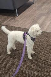 Found/Stray Unknown Dog last seen By the apmt on 72nd next to the cemetery, Philadelphia, PA 19126