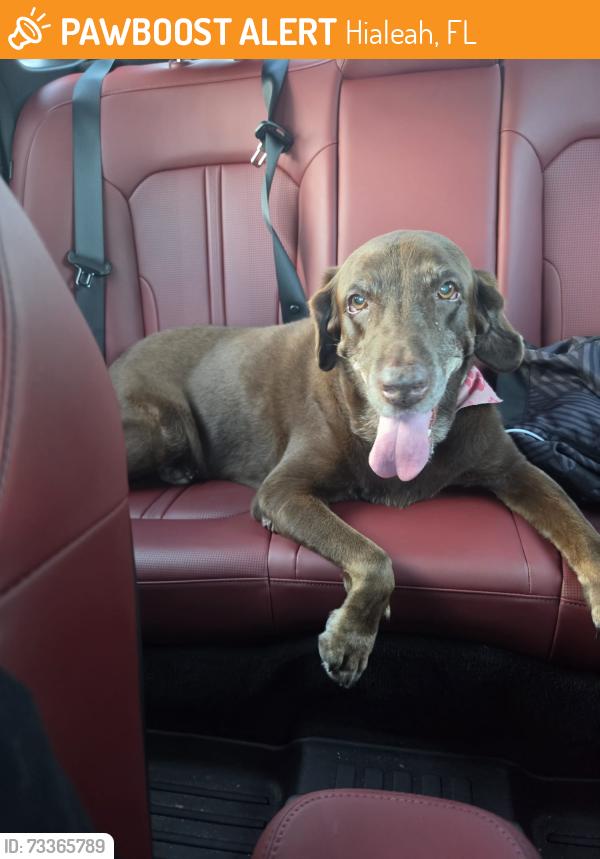 Found/Stray Female Dog last seen 178th st 87th AVE close to the school, Hialeah, FL 33018