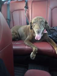 Found/Stray Female Dog last seen 178th st 87th AVE close to the school, Hialeah, FL 33018