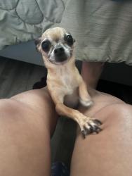 Lost Female Dog last seen Liberty St, Durham, NC 27701