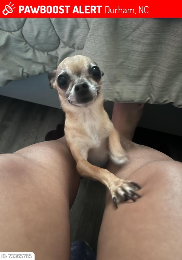 Lost Female Dog last seen Liberty St, Durham, NC 27701