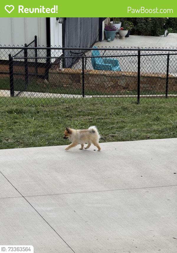 Reunited Unknown Dog last seen Kennedy Rise and N Clear Creek, Hendersonville, NC 28792
