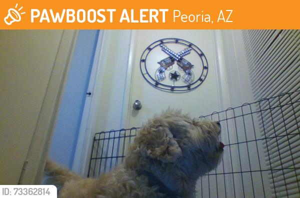 Found/Stray Female Dog last seen Westbrook and Union hills, Peoria, AZ 85382