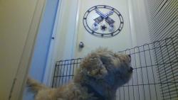 Found/Stray Female Dog last seen Westbrook and Union hills, Peoria, AZ 85382