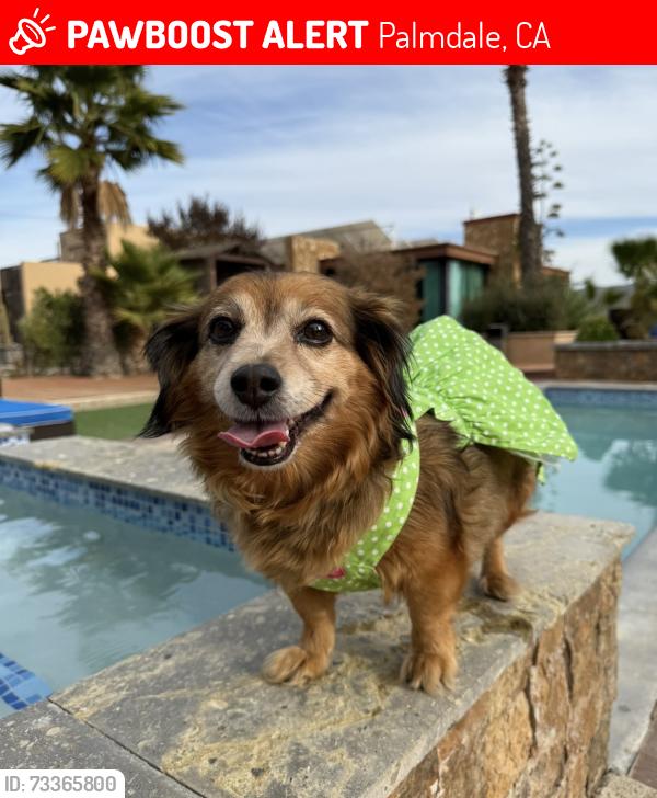 Lost Female Dog last seen 15th W and Elizabeth Lake Rd, Palmdale, CA 93551