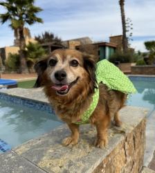Lost Female Dog last seen 15th W and Elizabeth Lake Rd, Palmdale, CA 93551