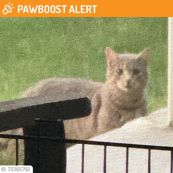 Found/Stray Unknown Cat last seen Near Linden Road and Walker Road, Canonsburg, PA, Washington County, PA 15317