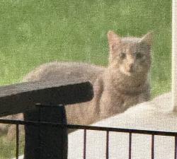 Found/Stray Unknown Cat last seen Near Linden Road and Walker Road, Canonsburg, PA, Washington County, PA 15317