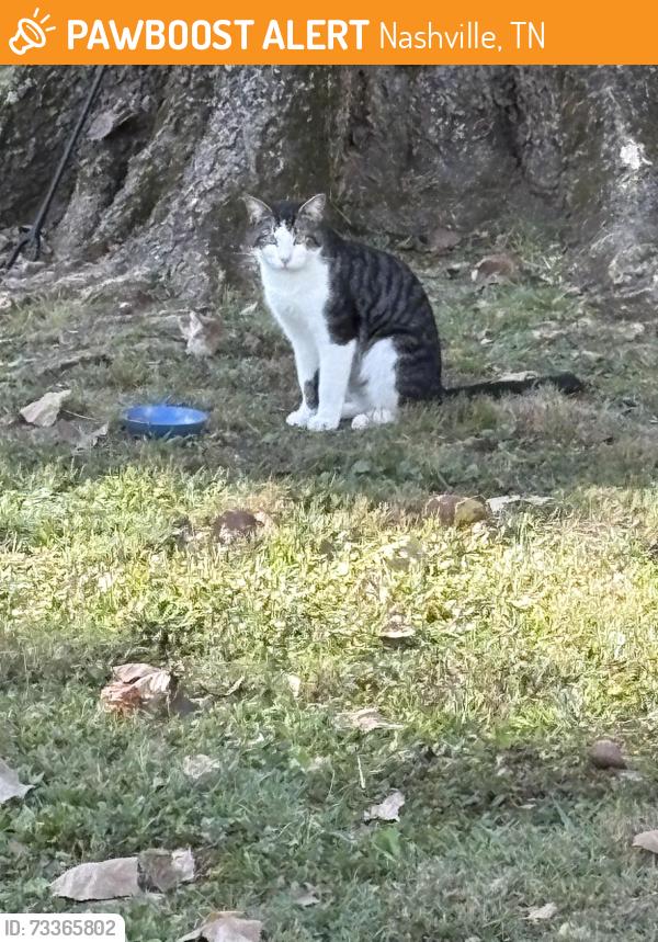 Found/Stray Unknown Cat last seen Close to Hunters Lane High School, Nashville, TN 37207
