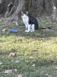 Found/Stray Unknown Cat last seen Close to Hunters Lane High School, Nashville, TN 37207