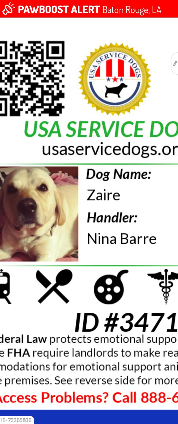 Lost Male Dog last seen sonnys BBQ, Baton Rouge, LA 70815