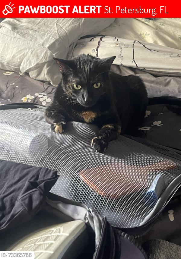 Lost Female Cat last seen 74th Ave N, St. Petersburg, FL 33702