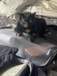 Lost Female Cat last seen 74th Ave N, St. Petersburg, FL 33702