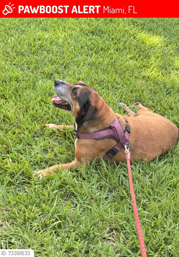 Lost Male Dog last seen Near SW 178h terr, Miami, FL 33177