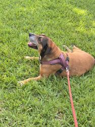 Lost Male Dog last seen Near SW 178h terr, Miami, FL 33177