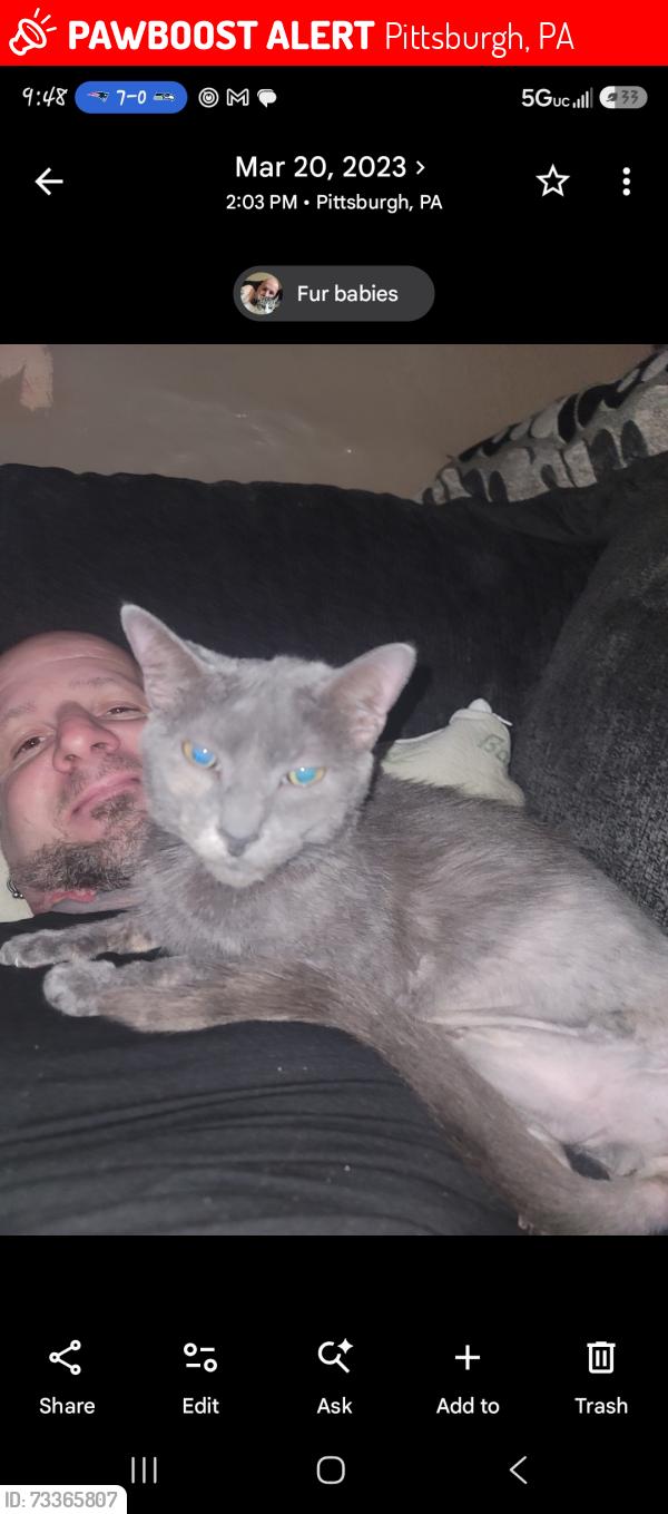 Lost Female Cat last seen Sara st, Pittsburgh, PA 15203
