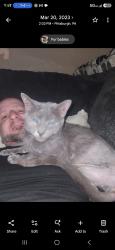Lost Female Cat last seen Sara st, Pittsburgh, PA 15203