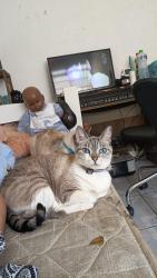 Lost Female Cat last seen Near valor quadra, Parque Nações Unidas, SP 02991-000