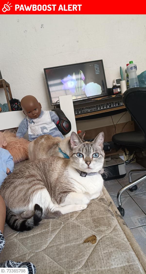 Lost Female Cat last seen Near valor quadra, Parque Nações Unidas, SP 02991-000