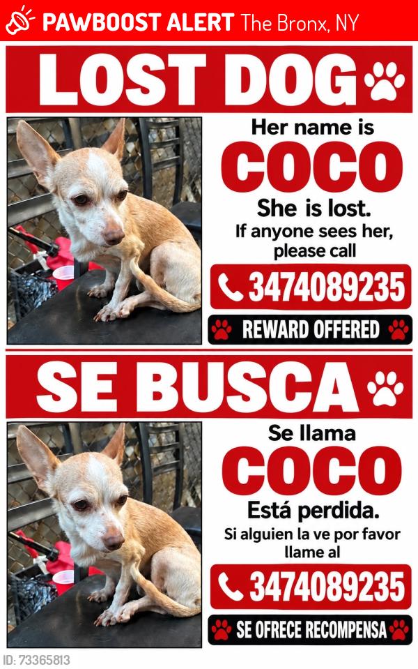 Lost Female Dog last seen Near Marion ave, The Bronx, NY 10458