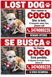 Lost Female Dog last seen Near Marion ave, The Bronx, NY 10458