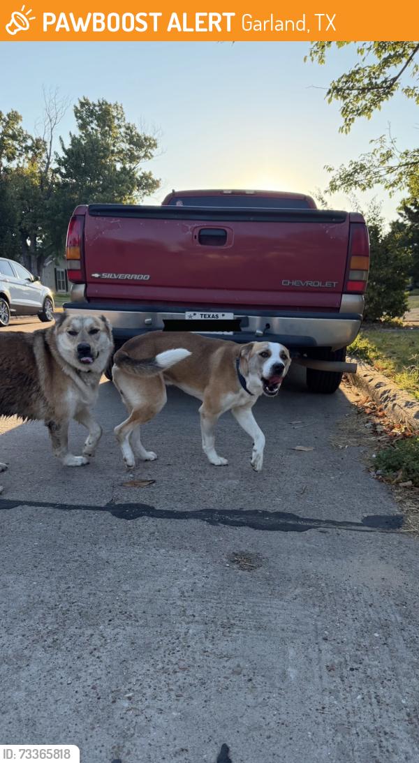 Found/Stray Unknown Dog last seen Manchester Dr, Garland, TX 75041