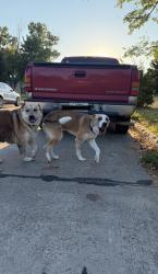 Found/Stray Unknown Dog last seen Manchester Dr, Garland, TX 75041