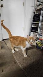 Reunited Male Cat last seen Montvale station and williams st, Maryville, TN 37803