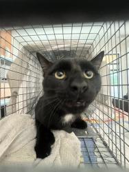 Shelter Stray Unknown Cat last seen Near BLOCK LEIGH RD, POMPANO BEACH FL 33062, 2400 SW 42nd St, Fort Lauderdale, FL 33312, USA