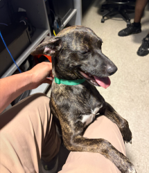 Found/Stray Female Dog last seen Jake's Burgers, Fort Worth, TX 76102