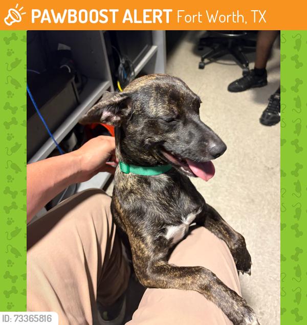 Found/Stray Female Dog last seen Jake's Burgers, Fort Worth, TX 76102