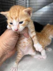 Shelter Stray Female Cat last seen Near BLOCK SW 20TH AVE, 3599 NW 79th Ave, Doral, FL 33122, USA