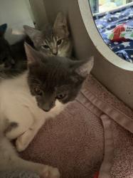 Shelter Stray Female Cat last seen CAMELOT VILLAGE, 1601 Eubanks Rd, Chapel Hill, NC 27516, USA