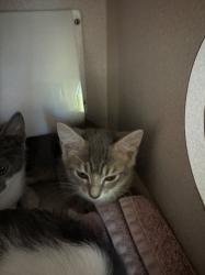 Shelter Stray Female Cat last seen CAMELOT VILLAGE, 1601 Eubanks Rd, Chapel Hill, NC 27516, USA