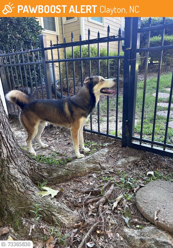 Found/Stray Male Dog last seen Glen Laurel Rd & Vinson Rd, Clayton, NC 27527