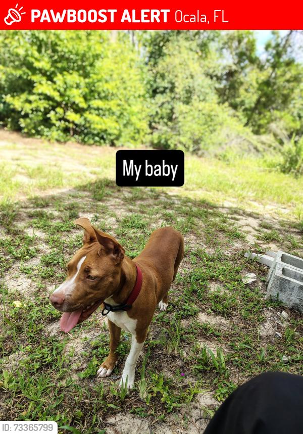 Lost Female Dog last seen 146th loop, Ocala, FL 34473