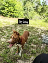 Lost Female Dog last seen 146th loop, Ocala, FL 34473