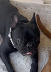 Lost Female Dog last seen By the Rack shack and Idea, Houston, TX 77014