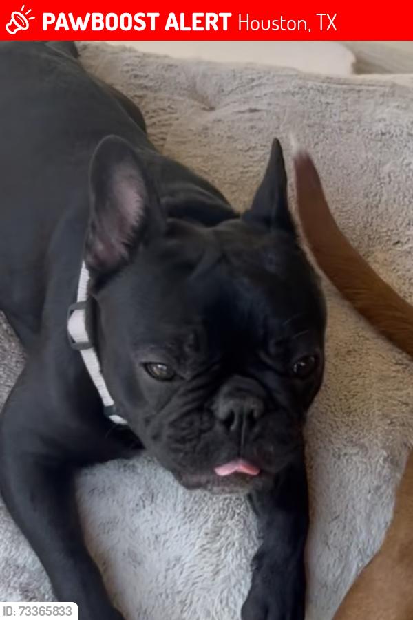 Lost Female Dog last seen By the Rack shack and Idea, Houston, TX 77014