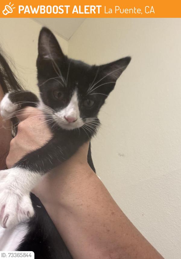 Found/Stray Unknown Cat last seen Common/Cental, La Puente, CA 91744