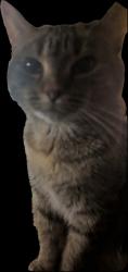 Lost Female Cat last seen Ebby Ave, Winnipeg, MB 