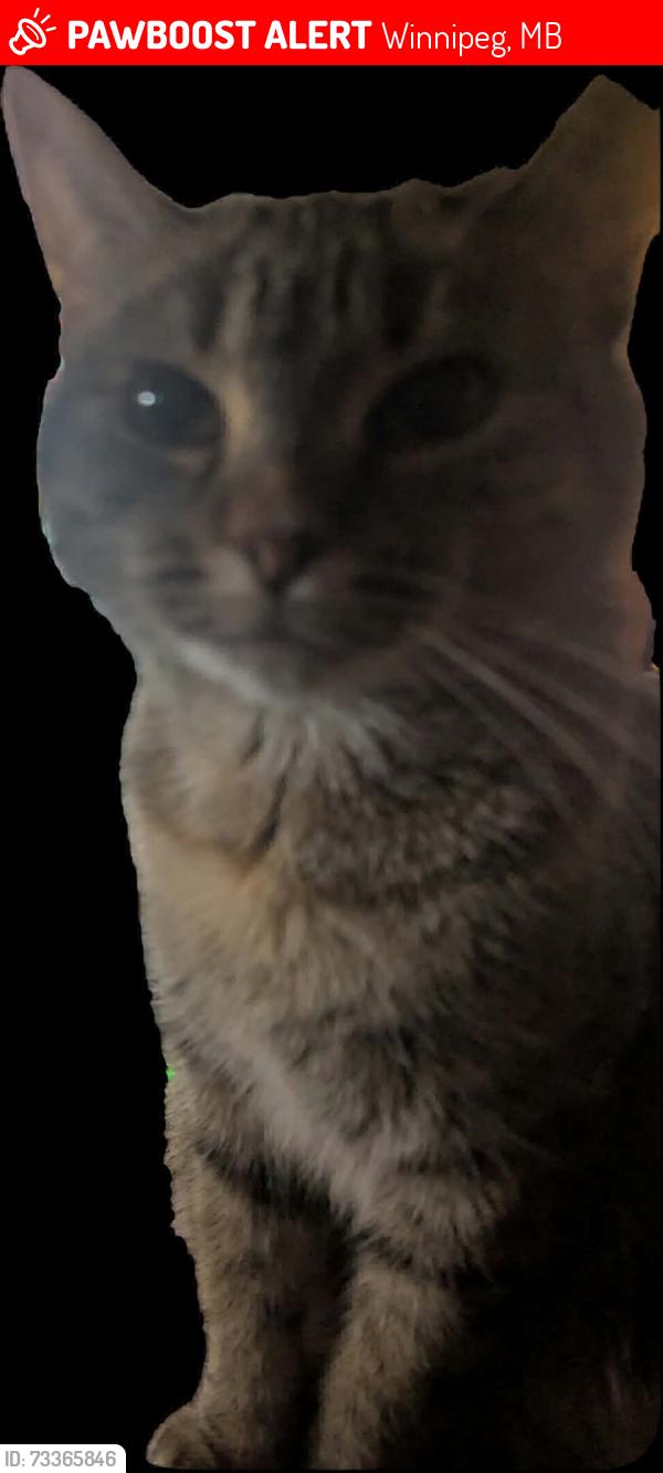 Lost Female Cat last seen Ebby Ave, Winnipeg, MB 