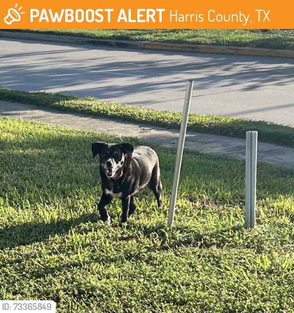 Found/Stray Female Dog last seen Becker & 290, Harris County, TX 77447