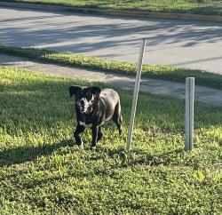Found/Stray Female Dog last seen Becker & 290, Harris County, TX 77447