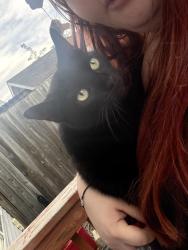 Reunited Female Cat last seen By the s in Norwalk, Norwalk, IA 50211