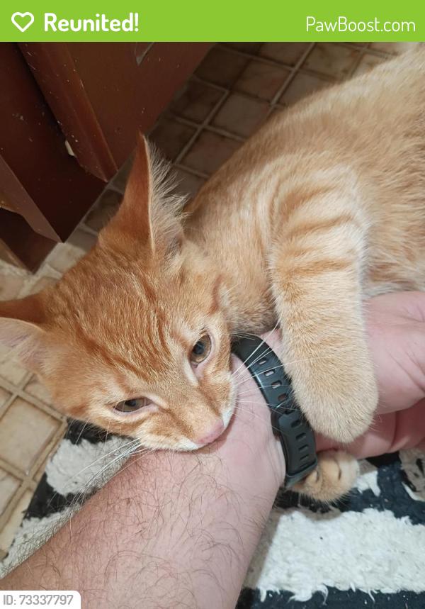 Reunited Male Cat last seen Everglades Boulevard and Randall, Naples, FL 34120