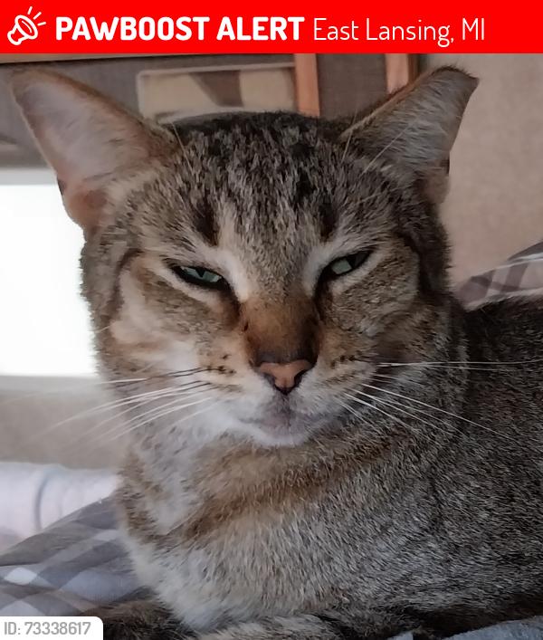 Lost Male Cat last seen East Saginaw highway and Marsh road, East Lansing, MI 48823