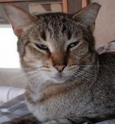 Lost Male Cat last seen East Saginaw highway and Marsh road, East Lansing, MI 48823